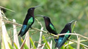 Purple-throated Caribs