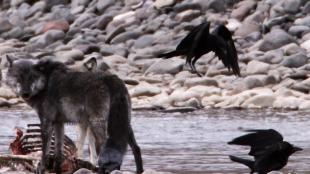 Wolves at a carcass with ravens