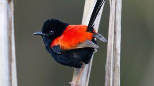 Red-backed Fairy Wren