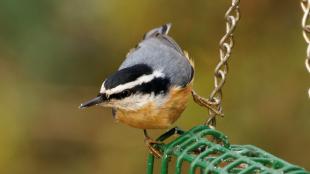 Red-breasted Nuthatch