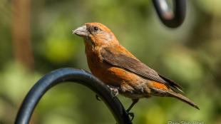 Red Crossbill showing it's reddish-brown plumage and sharp crossed beak