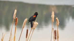 Red-winged Blackbird in marsh