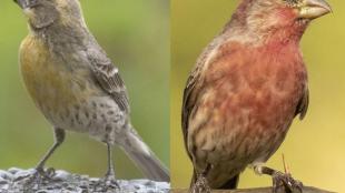 Yellow and Red House Finches