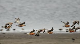 Red Knots in flight over beach