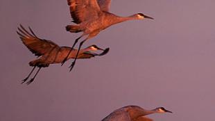 Sandhill Cranes