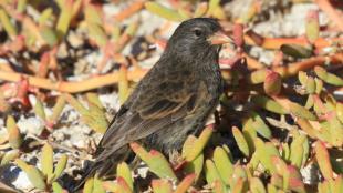 Sharp-beaked Ground Finch