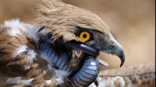 Short-toed Snake-Eagle