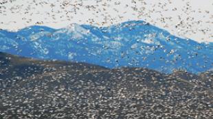 Flock of Snow Geese in flight