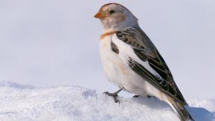 Snow Bunting