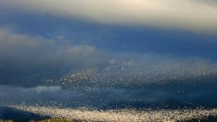 Snow Geese flock take flight