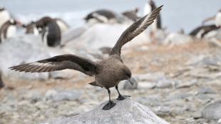 South Polar Skua