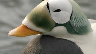 Spectacled Eider