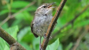 Immature Bewick's Wren
