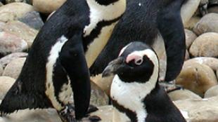 African Penguins