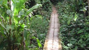 View overlooking an area of Amazon jungle