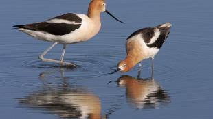 Pair of American Avocets