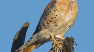 American Kestrel