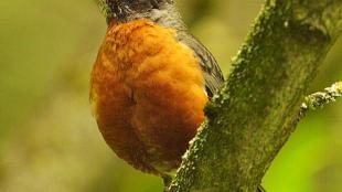 American Robin