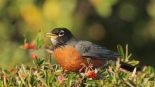 American Robin in birdbath