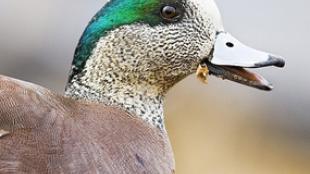 American Wigeon