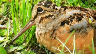 American Woodcock