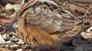 American Woodcock
