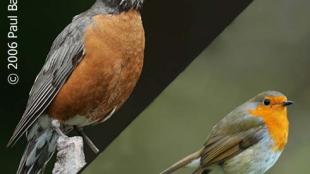 American Robin compared to European Robin