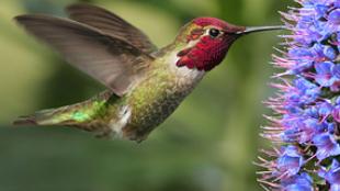 Anna's Hummingbird