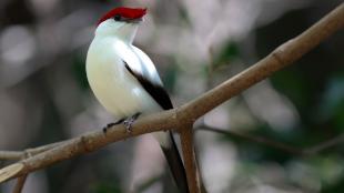 Araripe Manakin