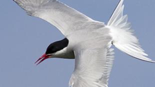 Arctic Tern in flight