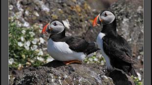 Atlantic Puffins