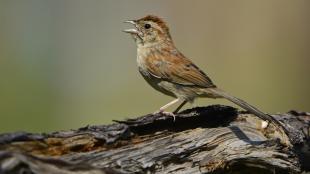 Bachman's Sparrow