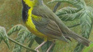 Bachman's Warbler