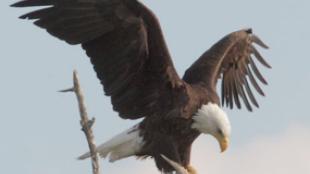 Bald Eagle