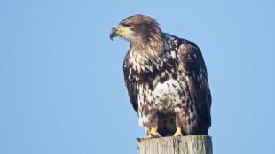 Immature Bald Eagle