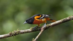 Baltimore Oriole