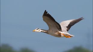 Bar-headed Goose