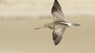 Bar-tailed Godwit in flight