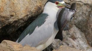 Black-crowned Night-Heron