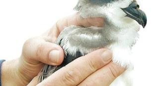 Bermuda Petrel