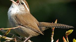 Bewick's Wren Singing