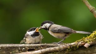 Black-capped Chickadee chick being fed by parent