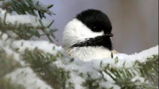 Black-capped Chickadee