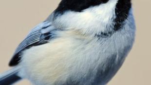 Black-capped Chickadee