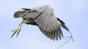 Black-crowned Night Heron