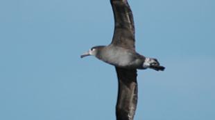 Black-footed Albatross in Flight