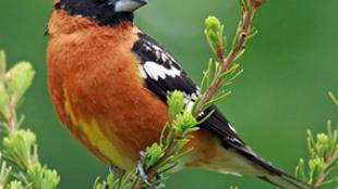 Black-headed Grosbeak