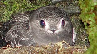 Black Swift in a Nest