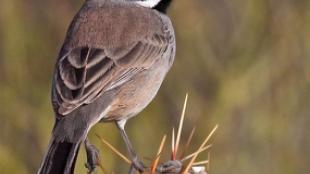 Black-throated Sparrow