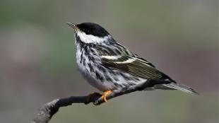 Blackpoll Warbler